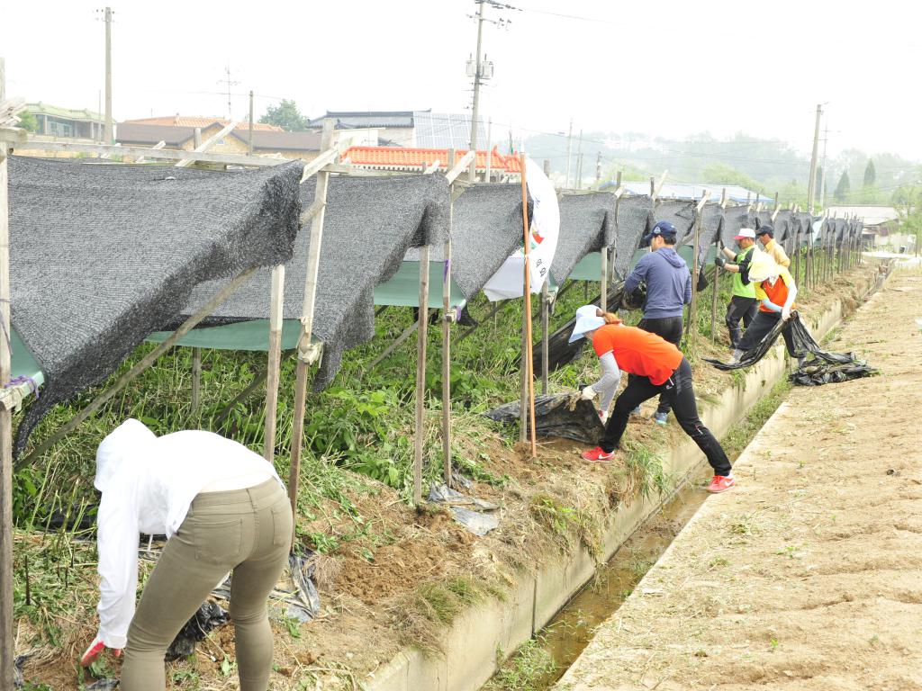삼성면 능산리 일원(우박피해 농가 일손돕기)의회사무과